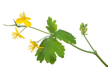 Altın kırlangıçotu çiçekler