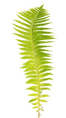 Yeşil fern Şubesi