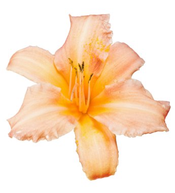 ışık turuncu lily çiçek