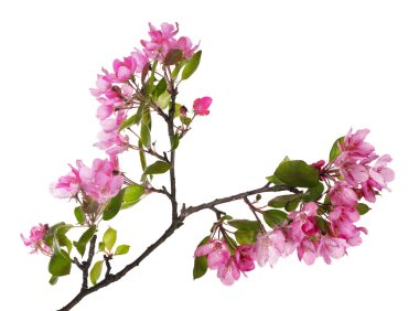 elma ağacı çiçekleri