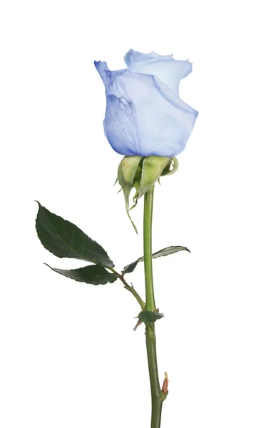 Blaue Rose — Stockfoto