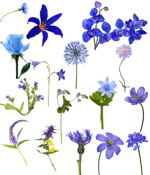 Collezione fiori blu — Foto Stock