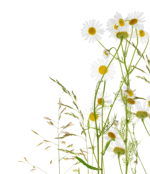 Group of chamomile flowers — Stock Photo, Image