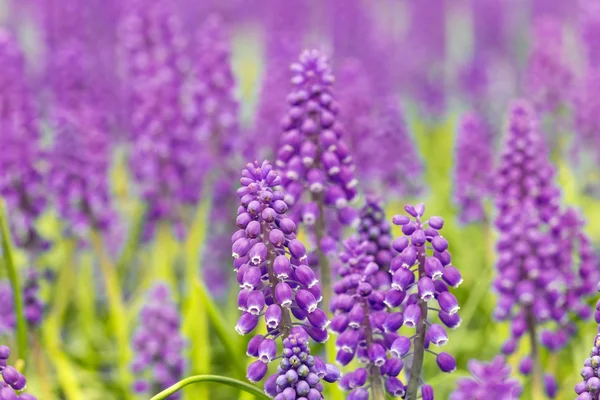 Background from muscari blossoms — Stock Photo, Image