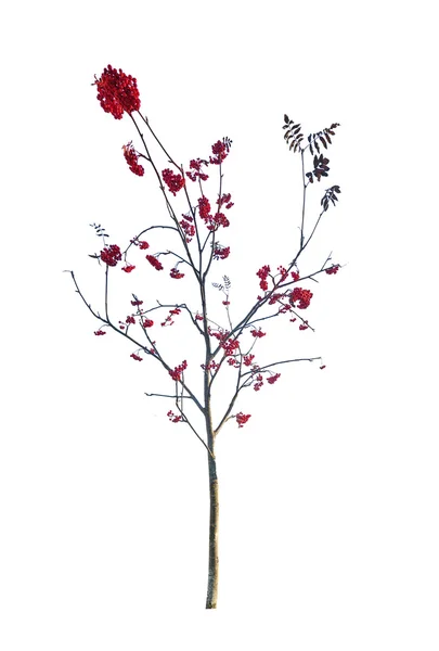 Rowan tree with berries — Stock Photo, Image