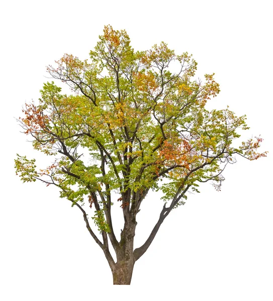 Grande albero di caduta — Foto Stock