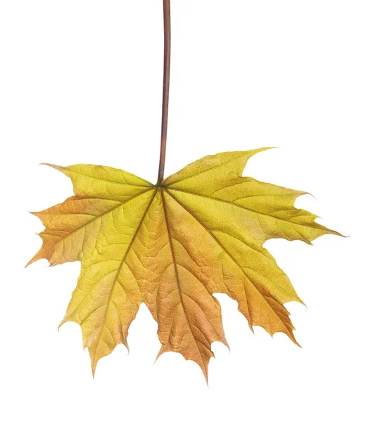 Maple tree leaf — Stock Photo, Image