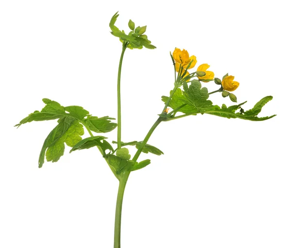 Gold celandine flowers — Stock Photo, Image