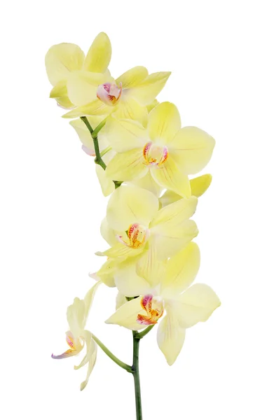 Yellow orchid flowers — Stock Photo, Image