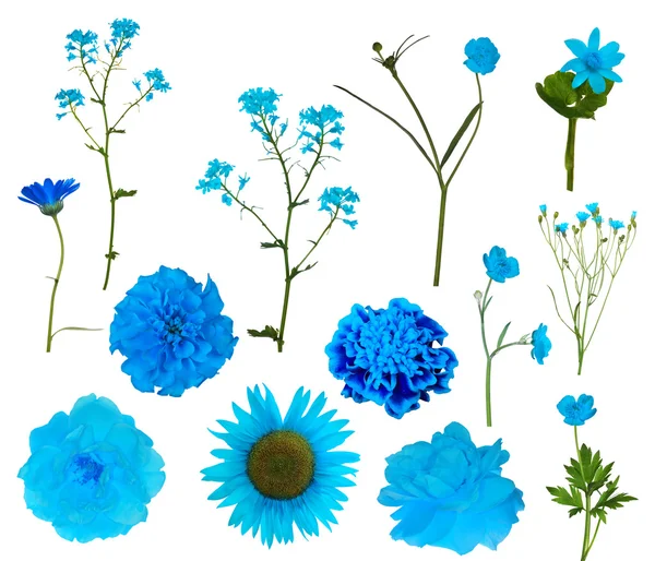 Collezione fiori azzurro — Foto Stock