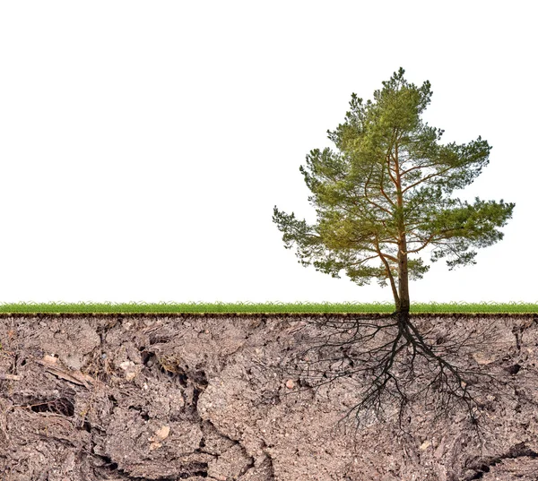Pine tree with root in soil — Stock Photo, Image