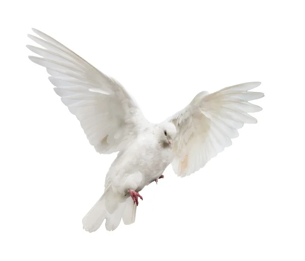 Flying white dove — Stock Photo, Image