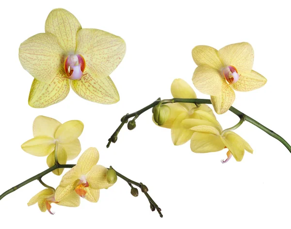 Set of light yellow orchids — Stock Photo, Image