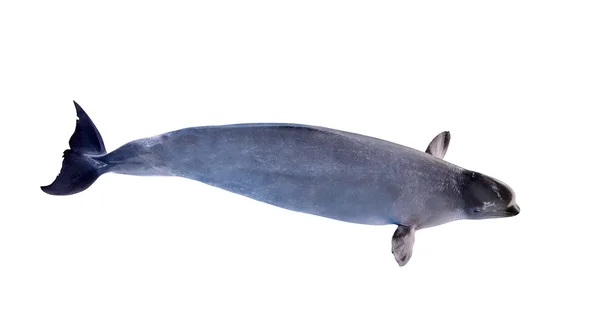Büyük beyaz balina — Stok fotoğraf