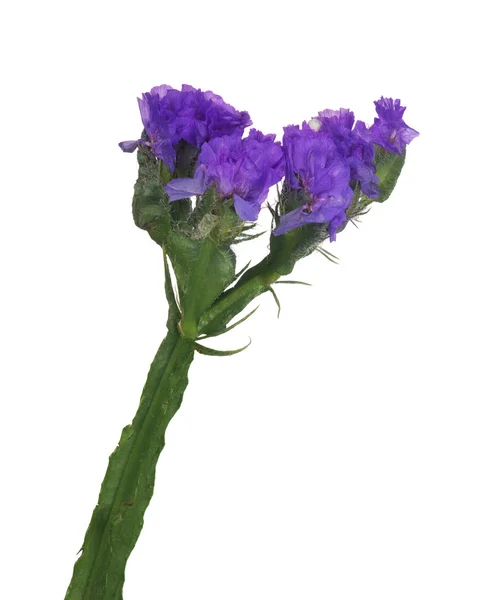 Vilda lila blommor — Stockfoto