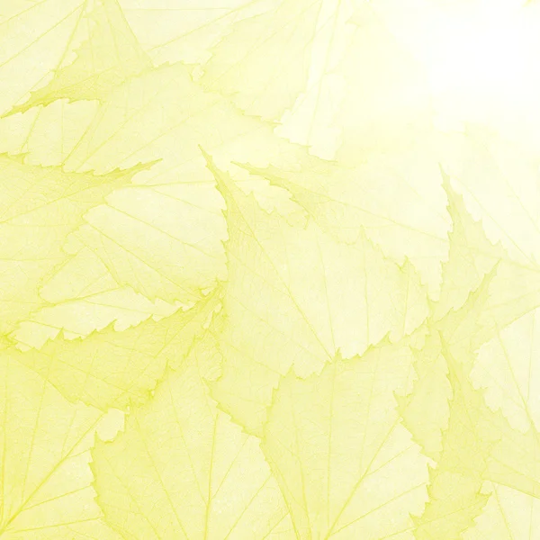 Yellow background from leaves — Stock Photo, Image