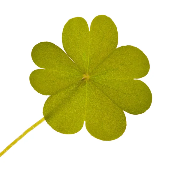 Green clover leaf — Stock Photo, Image