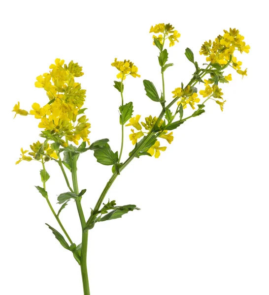 Wilde mosterd bloemen — Stockfoto