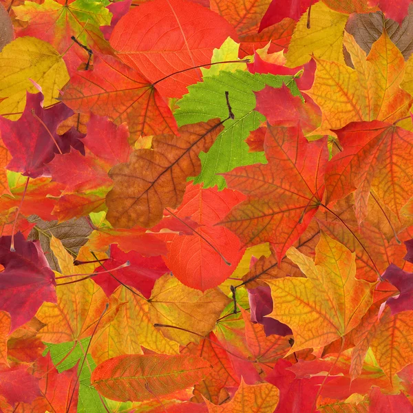 Bright fall leaves — Stock Photo, Image