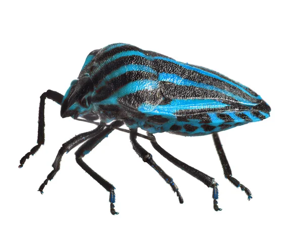 Сине-чёрный полосатый жук — стоковое фото