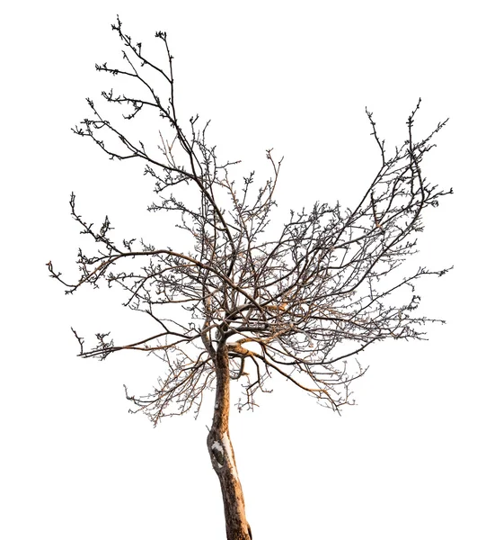 Bare tree without leaves — Stock Photo, Image