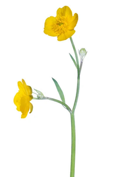 Dziki Jaskier złote kwiaty — Zdjęcie stockowe