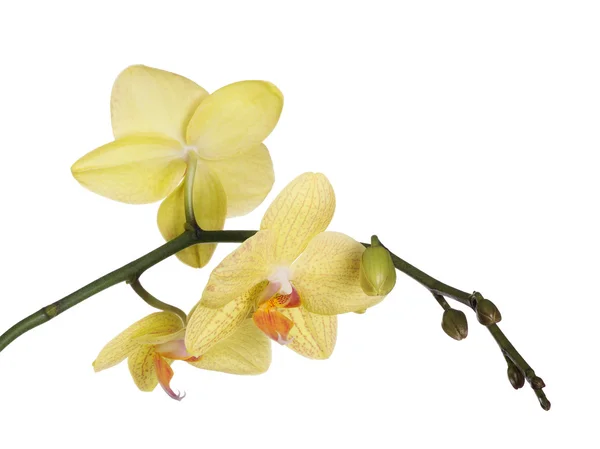 Żółte kwiaty orchidei — Zdjęcie stockowe