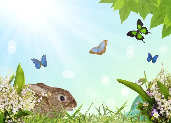 Kanin och ägg i blommor — Stockfoto