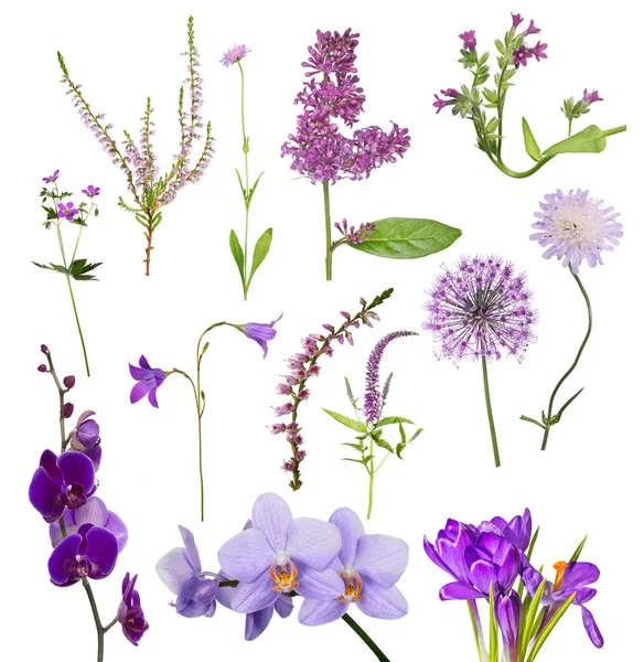 Set van paarse bloemen — Stockfoto