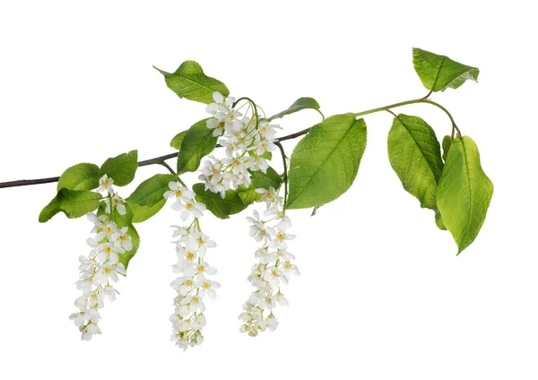 Cherry tree branch with flowers — Stock Photo, Image