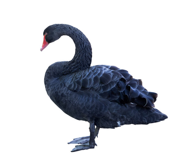 black standing swan