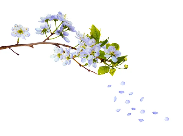 Κερασιά, μπλε λουλούδια — Φωτογραφία Αρχείου