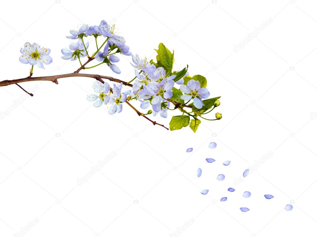 cherry tree blue flowers
