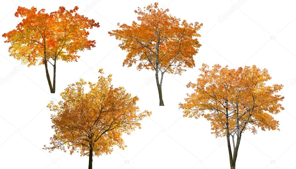 set of autumn trees