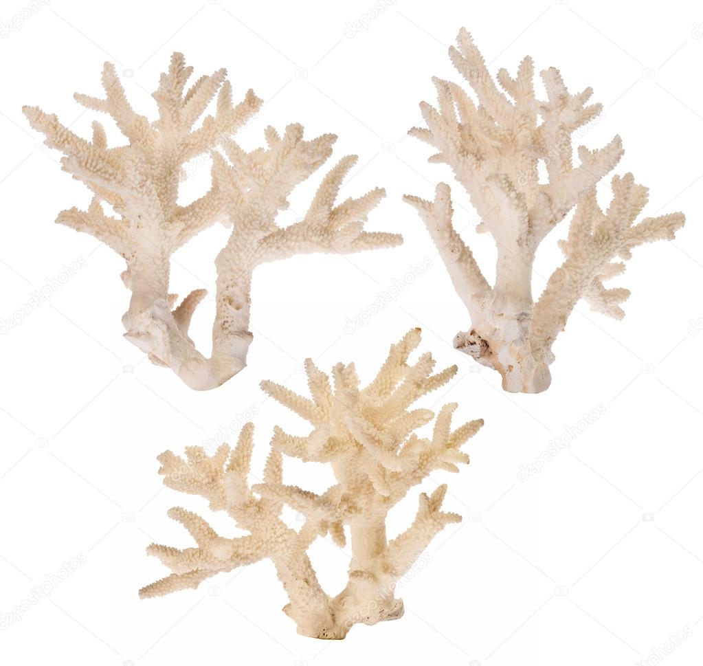light corals branches