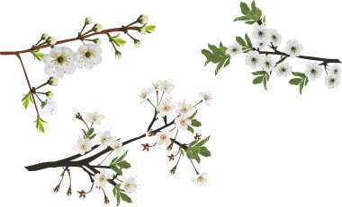 Bahar ağacı çiçekleri