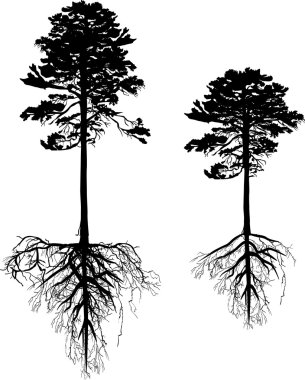 çam ağaçlarının silhouettes