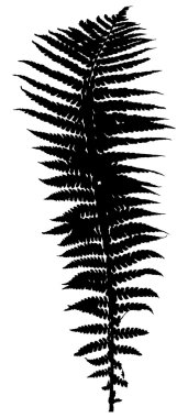 Fern siyah siluet