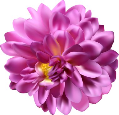 büyük pembe çiçek