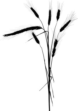 Kara buğday siluetleri