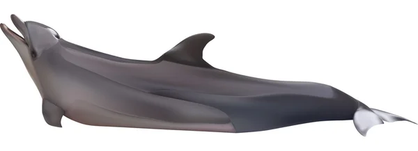 Dlouhé šedé delfín — Stockový vektor