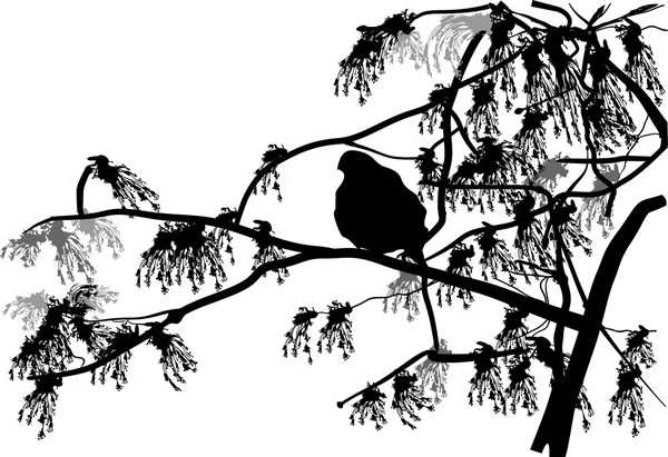 Bird on blossoming tree branch — Stock Vector
