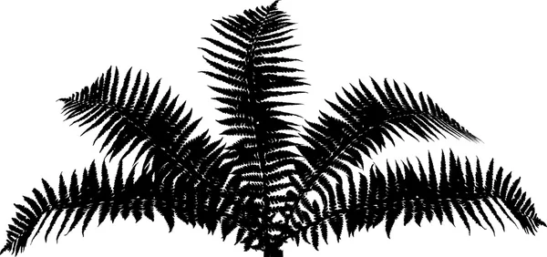 Fern bush silhouet — Stockvector