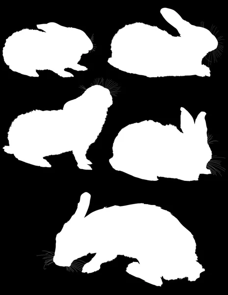 Silhuetas de coelhos brancos — Vetor de Stock