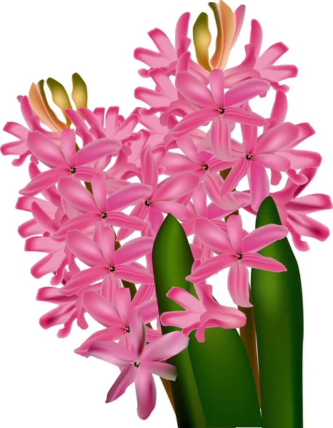 Růžové květy Hyacint — Stockový vektor