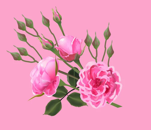 Roses roses fleurs — Image vectorielle