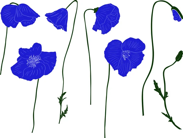 Blauer Mohn blüht — Stockvektor