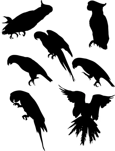 Siluetas de loros negros — Vector de stock