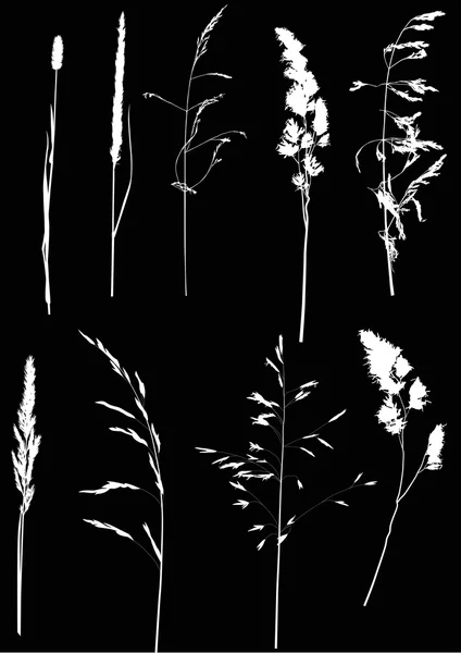 Witte plant silhouetten — Stockvector