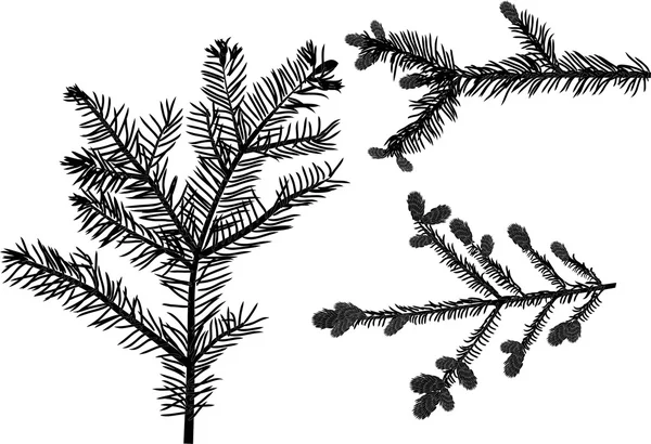 Black fir branches — Stock Vector